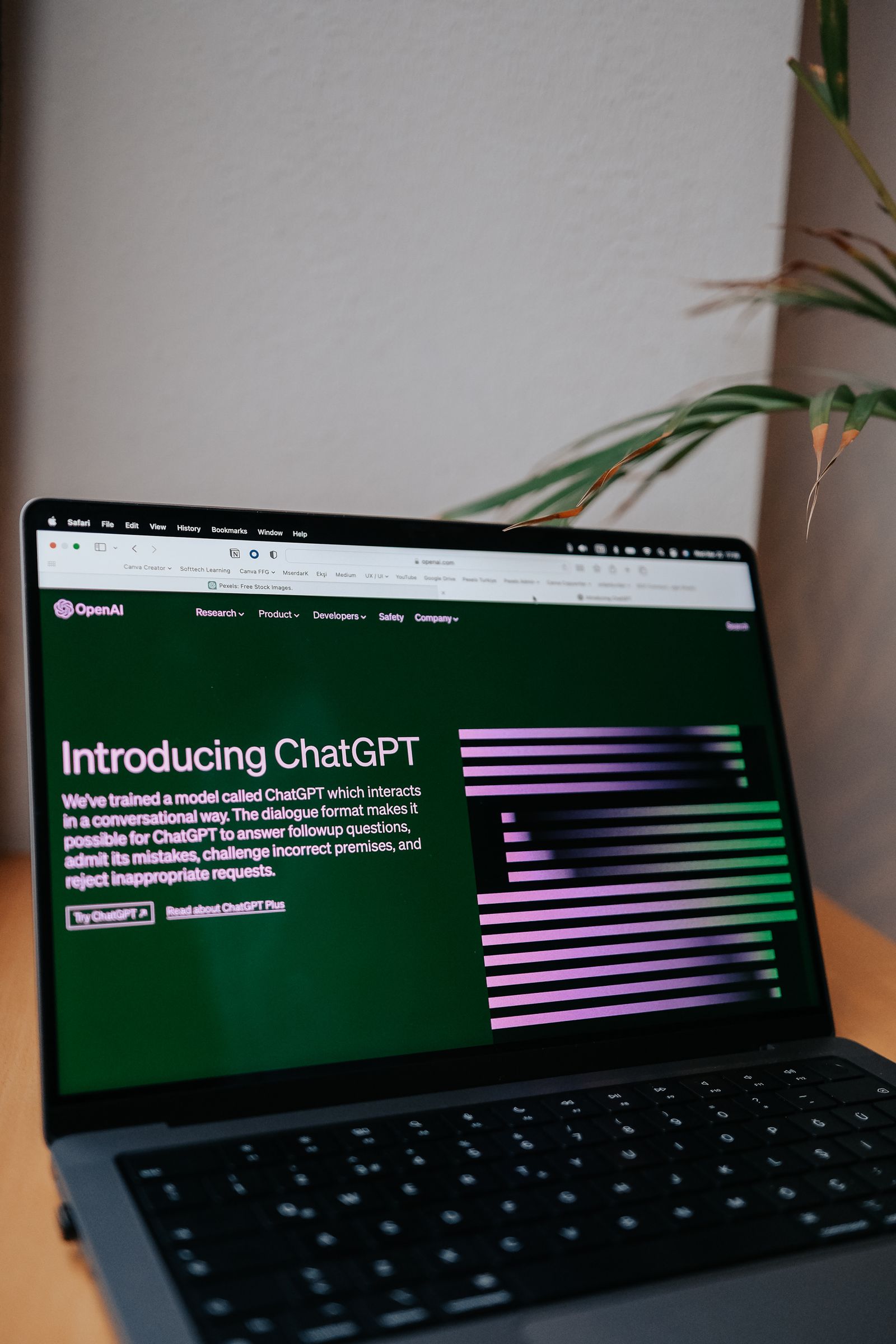 桌上的笔记本电脑打开 OpenAI 的 Introducing ChatGPT 介绍网页，右上方伸入植物叶片。真实摄影资料图。